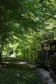 Forest train