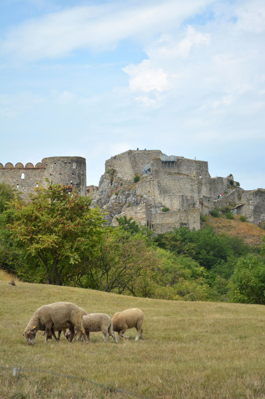 Devin Castle sheep