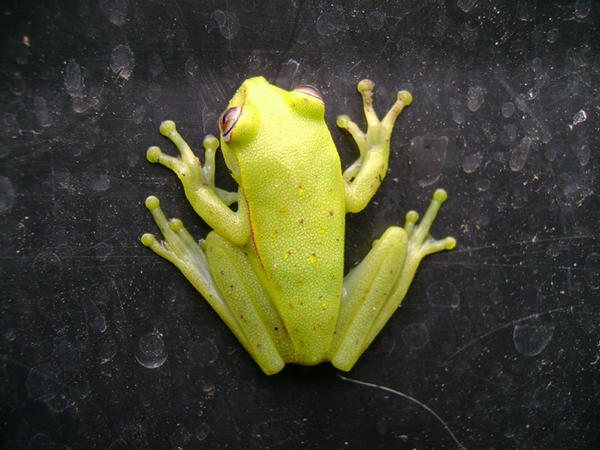 neon green frog