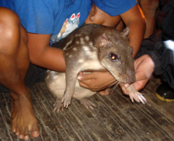 Mahas, or Majas (Huge Amazon Rat)