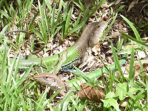 Lizards....in the grass