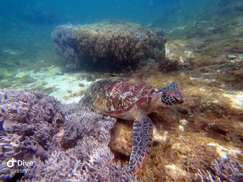 Turtle in Apo island