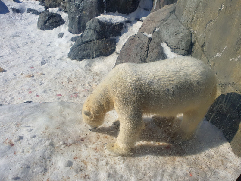Polar bear at the zoo