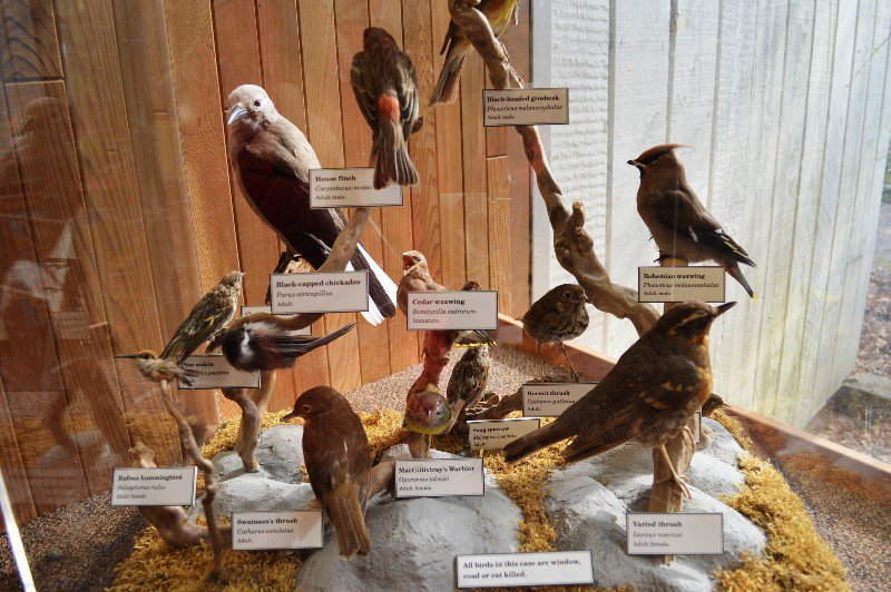 bird display in Lynn Canyon