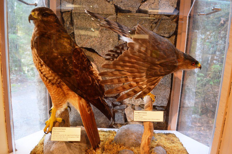bird display in Lynn Canyon