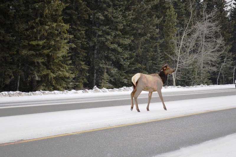 Elk crossing the street