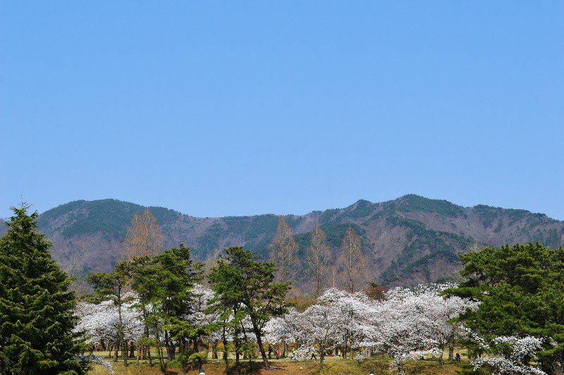 White Cherry Blossoms in Bulguksa