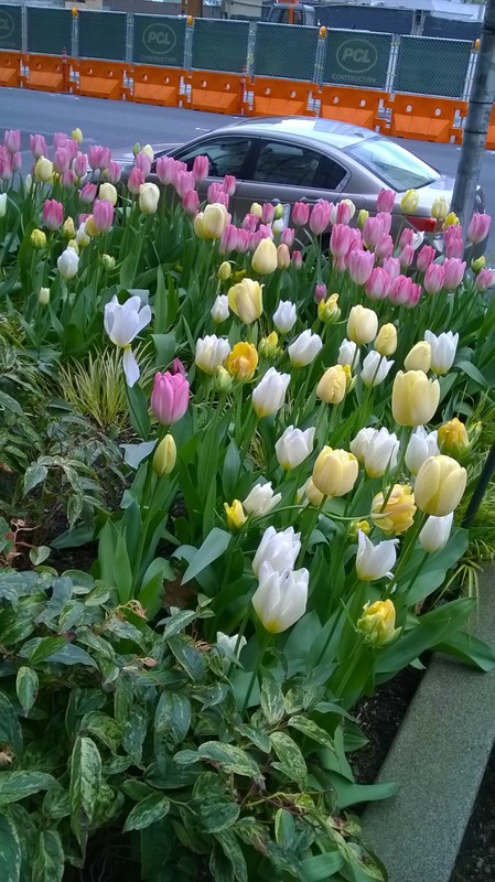 I love Tulips!