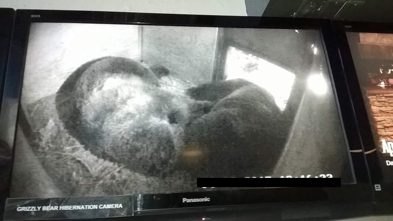 Hybernating Bear Monitor
