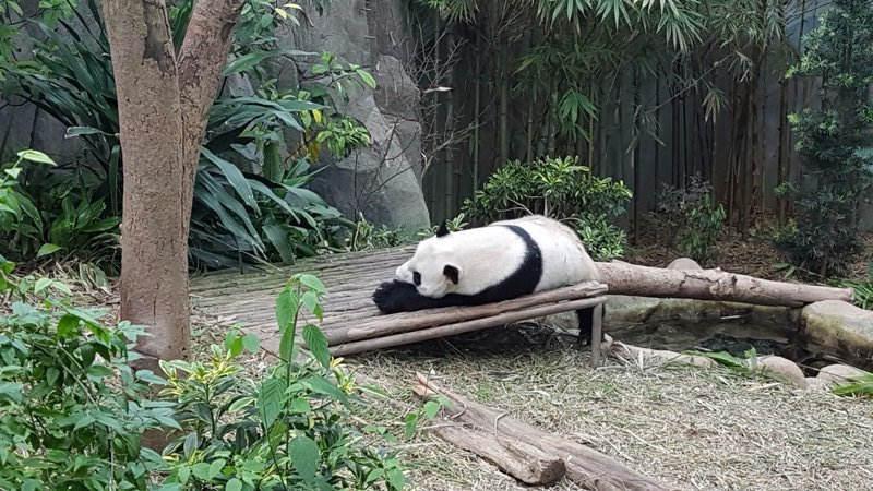 Panda at Singapore Zoo