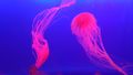 bio luminous jelly fish