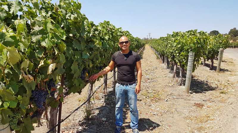 Vineyards from the wine tour in Santa Barbara