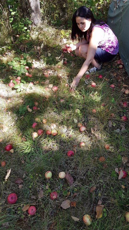 Apple Picking