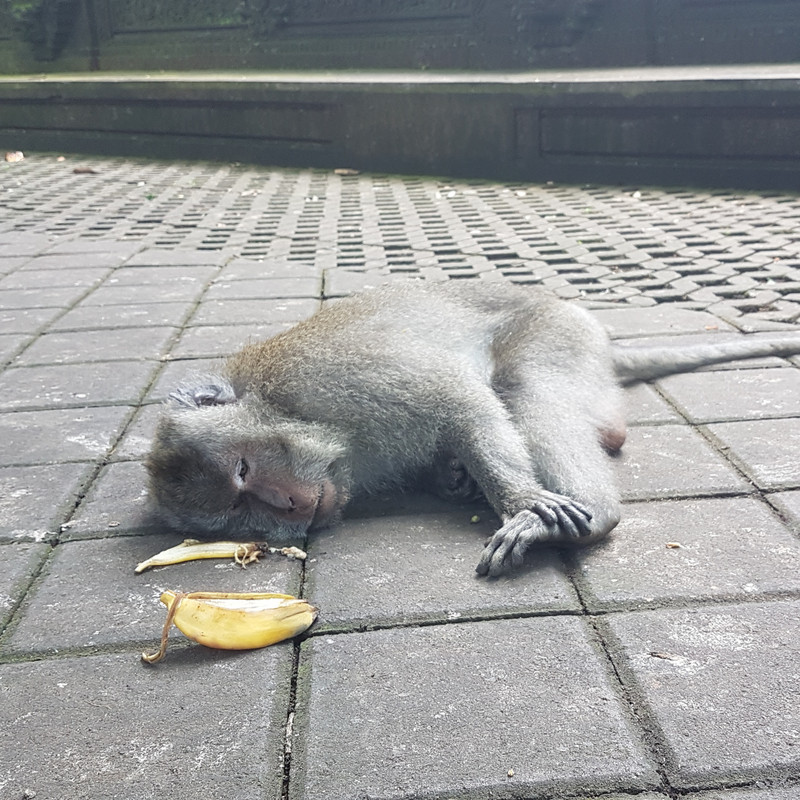 Depressed Monkey