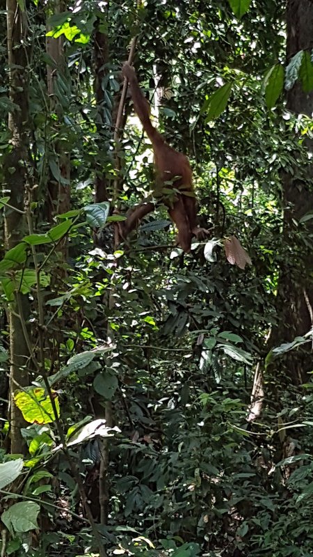 Urangutan spotted!