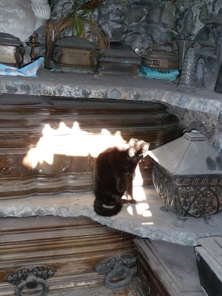 Buenos Aires-Recoleta Cemetery- cat in tomb