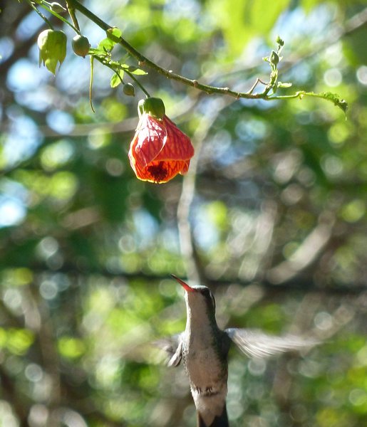Puerto Iguazu Humming Bird