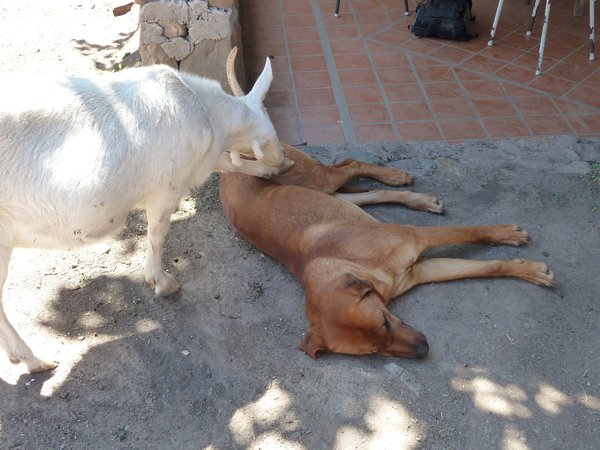 Salta-Crazy goat annoying dog