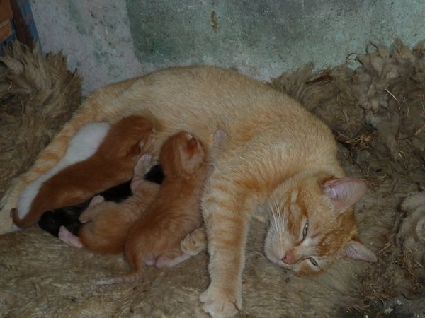 Salta-Ranch cat and kittens
