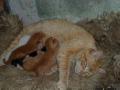 Salta-Ranch cat and kittens