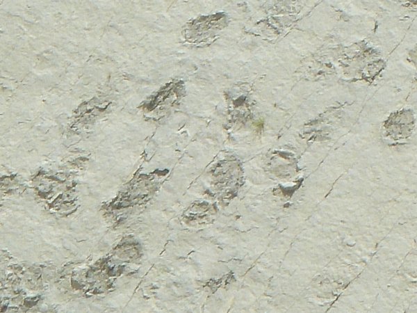 Dinosaur Footprints, Sucre (7)