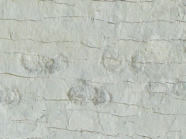 Dinosaur Footprints, Sucre , Bolivia(2)