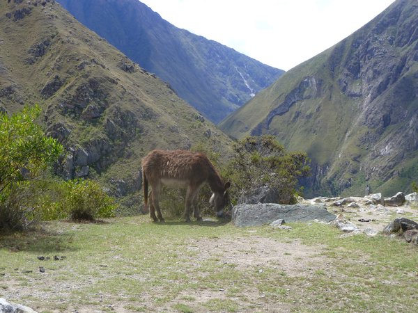 Inca Trail (Day 1), Peru (11)