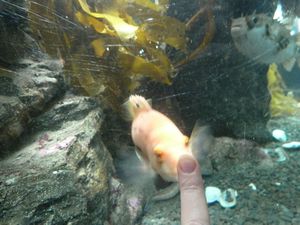This fish followed Tina's finger everywhere, Auckland, New Zealand (2)