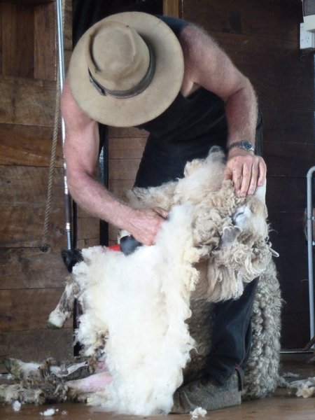 Sheep Shearing at Hobbiton Farm, North Island, New Zealand (1)