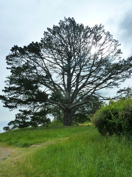 The Party Tree, The Shire, North Island, New Zealand (15)