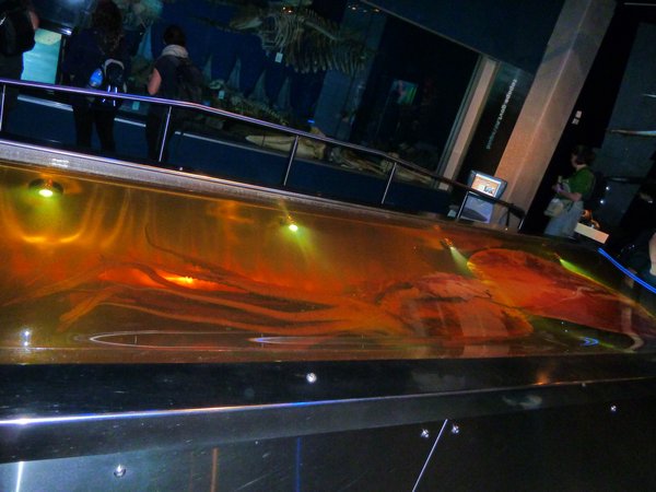 Colossal Squid, North Island, New Zealand (2)