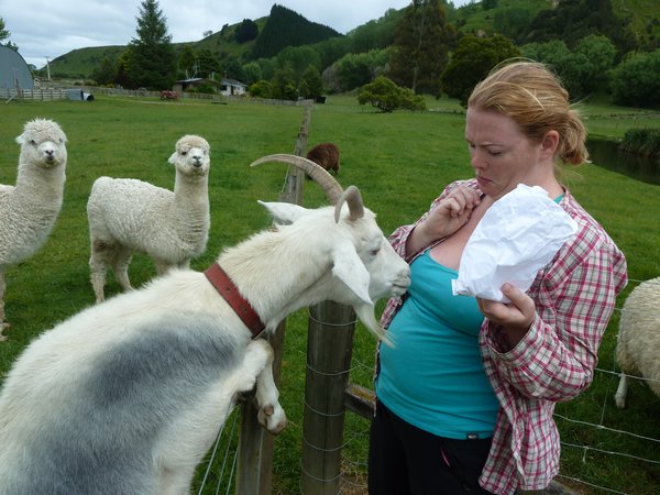 Feding the animals, North Island, New Zealand (1)