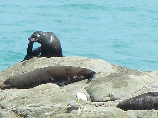 Seals, South Island, New Zealand (1)