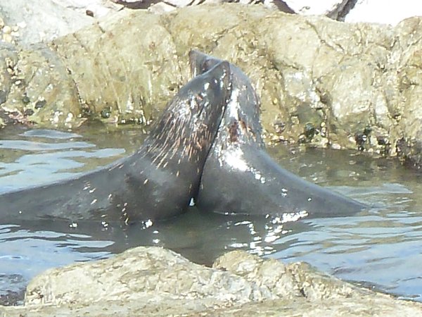Seals, South Island, New Zealand (11)