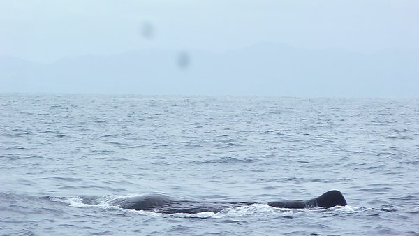 Sperm Whale, South Island, New Zealand (26)
