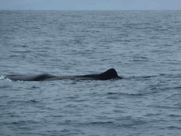 Sperm Whale, South Island, New Zealand (30)
