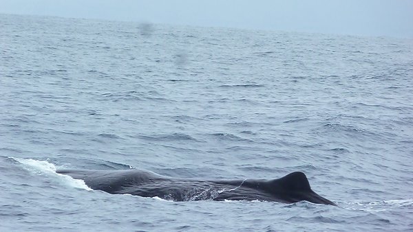 Sperm Whale, South Island, New Zealand (56)