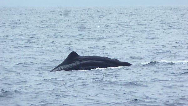 Sperm Whale, South Island, New Zealand (62)