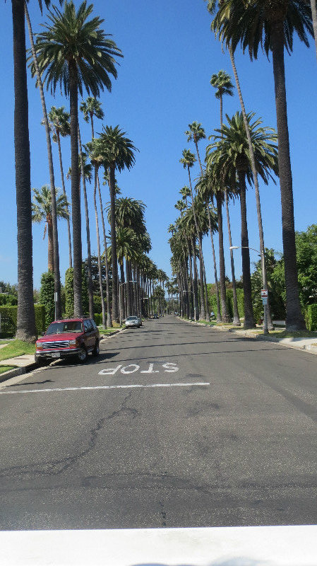 Beverly Hills Palm Tree Street