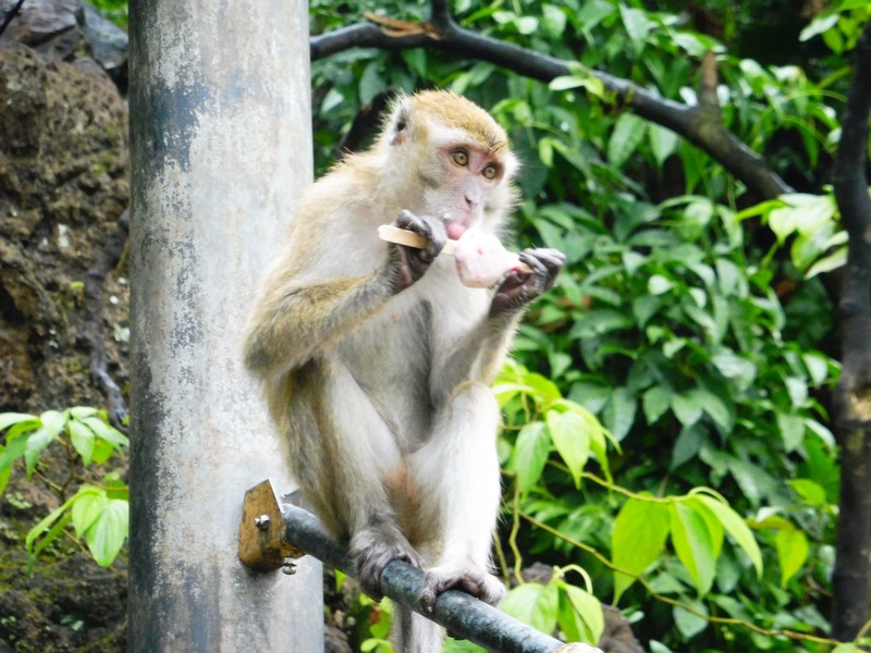 Monkey eating an icecream