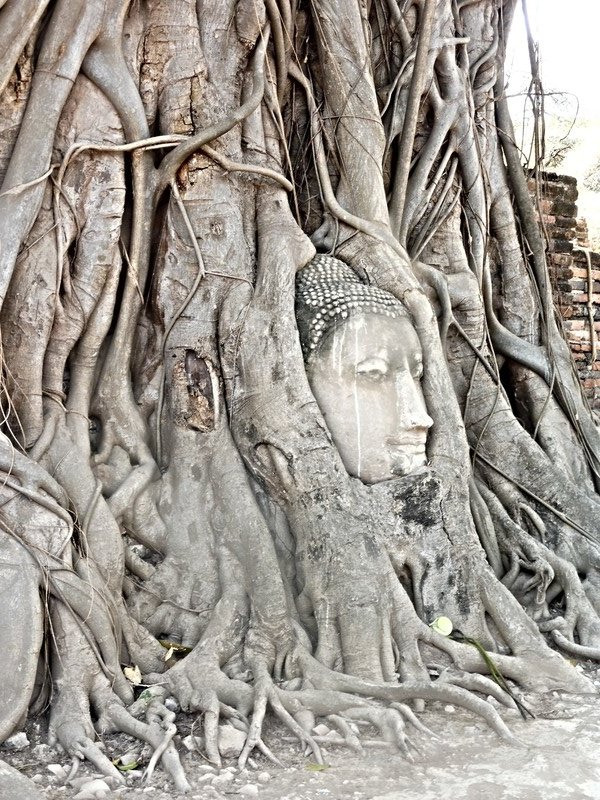 Buddha Tree Face Side On