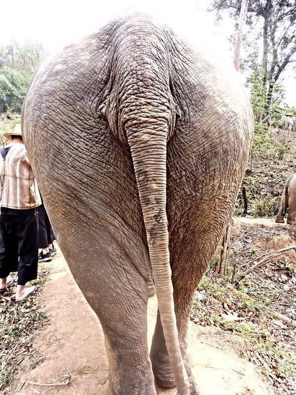 Elephant Butt