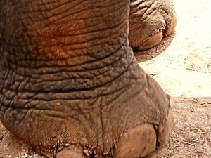 Elephant Feet