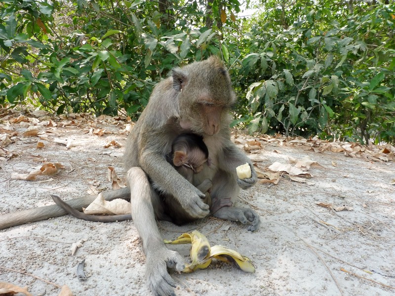 Monkey with Baby