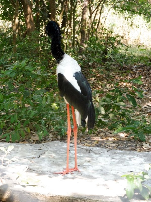 Long Legged Bird
