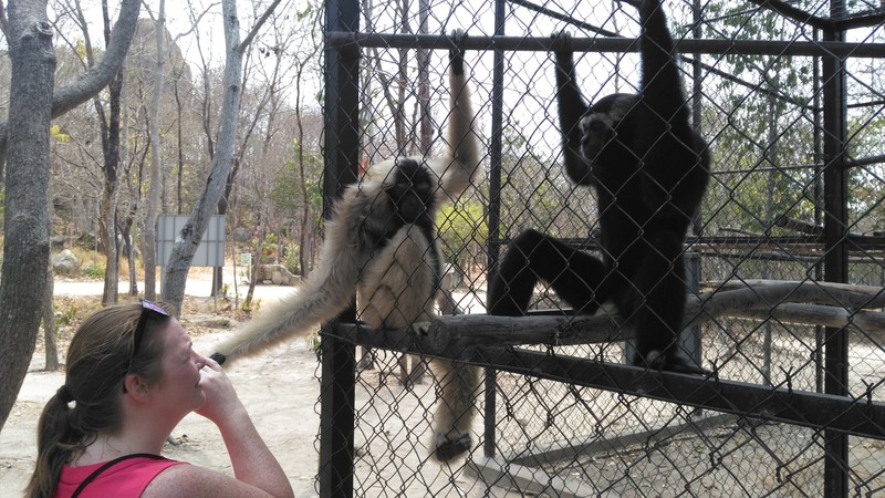 Friendly Monkey - Rescue Sanctuary