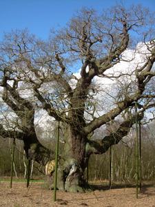old oak tree 