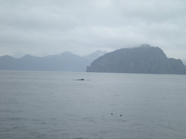 humpback whales