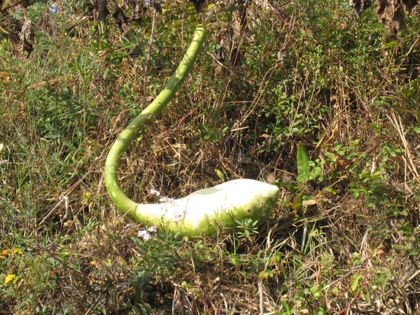 The snake gourd