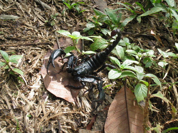 Massive Scorpion